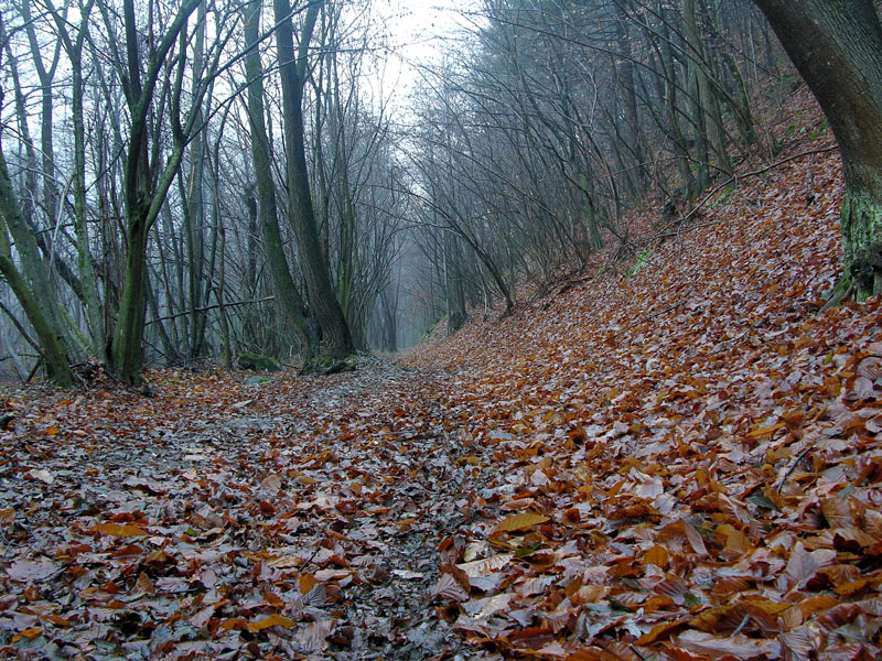 Atmosfere nel bosco......
